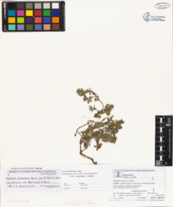 Thymus praecox Opiz subsp. polytrichus (A. Kerner ex Borbas) Jalas