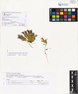Gentianella anisodonta (Borb¿s) L¿ve