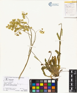 Biscutella laevigata L. subsp. laevigata