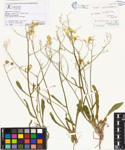 Biscutella laevigata L. subsp. lucida (DC.) Mach.-Laur.