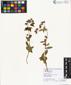 Euphorbia dulcis L. subsp. purpurata (Thuill.) Rothm.
