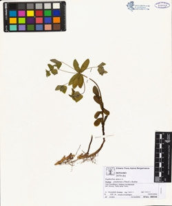 Euphorbia dulcis L. subsp. purpurata (Thuill.) Rothm.