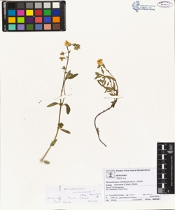 Helianthemum nummularium (L.) Miller subsp. obscurum (Celak.) Holub
