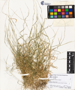 Muhlenbergia schreberi Gmelin