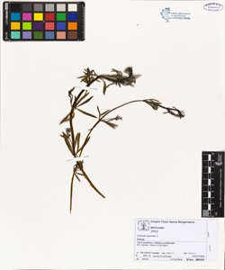 Galium aparine L.