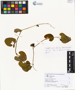 Aristolochia pallida Willd. var pallida