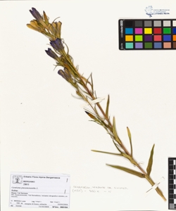 Gentiana pneumonanthe L.