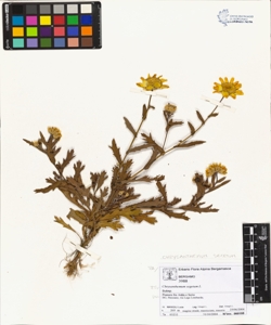 Chrysanthemum segetum L.