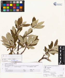 Salix helvetica Vill.