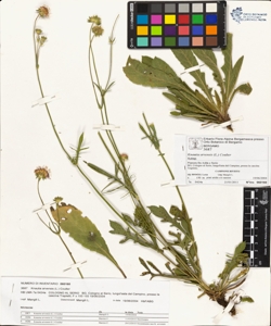 Knautia arvens¿s (L.) Coulter
