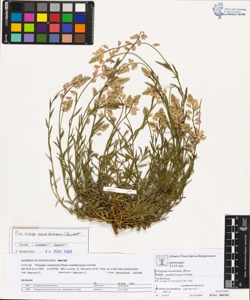 Polygala nicaeens¿s Risso subsp. mediterranea Chodat