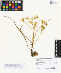 Ornithogalum divergens Boreau