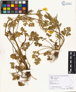 Ranunculus bulbosus L.