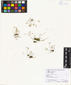 Erophila verna (L.) Chevall.