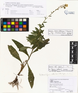 Hieracium brevifolium Tausch subsp. lombardense Gottschlich