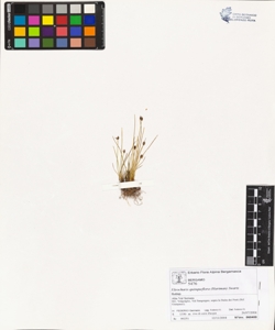 Eleocharis quinqueflora (Hartman) Swartz