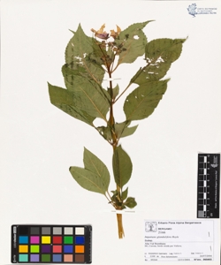 Impatiens glandulifera Royle