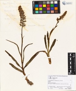Gymnadenia conopsea (L.) R. Br.