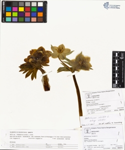 Helleborus viridis L. subsp. viridis