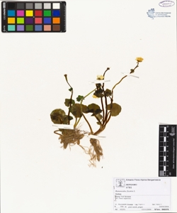 Ranunculus ficaria L.
