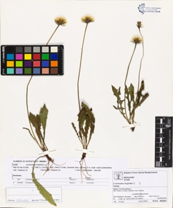 Leontodon hispidus L.