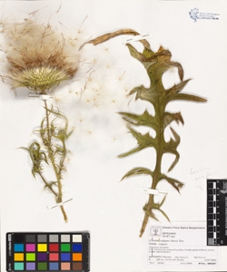 Cirs¿um vulgare (Savi) Ten. subsp. vulgare