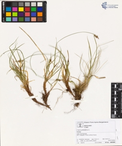 Carex pilulifera L.