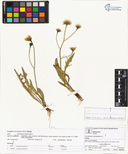 Leontodon autumnalis L.