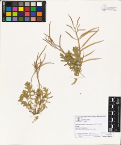 Rhynchos¿napis cheiranthos (Vill.) Dandy