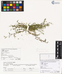 Arenaria serpyllifolia L.