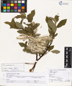 Salix hastata L.