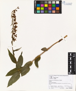 Epipactis atropurpurea Rafin.