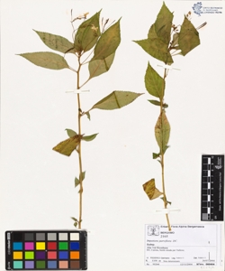 Impatiens parviflora DC.