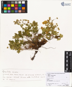Potentilla aurea L.