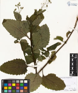 Scrophularia nodosa L.