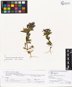 Gentianella anisodonta (Borb¿s) L¿ve