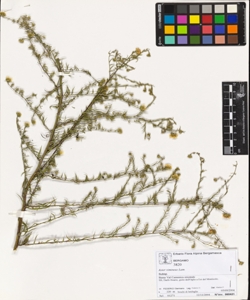 Aster pilosus Willd.