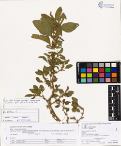 Amaranthus lividus L.