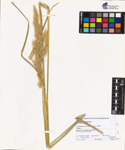 Calamagrostis epigejos (L.) Roth