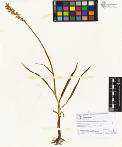 Gymnadenia odoratiss¿ma (L.) L. C. Rich.