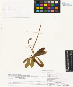 Taraxacum sect. fontana Soest
