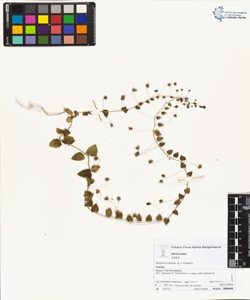 Kickxia elatine (L.) Dumort subsp. elatine