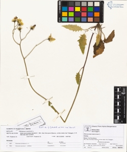 Hieracium murorum L.