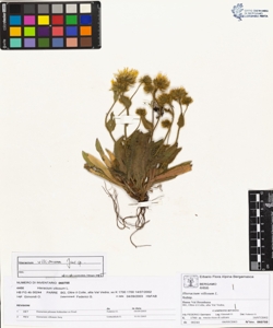 Hieracium villosum L.