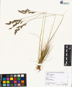 Festuca puccinellii Parl.