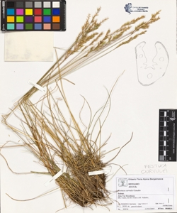 Festuca curvula Gaudin