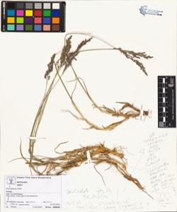 Poa glauca Vahl