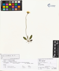 Hieracium x cirritum A.-T.