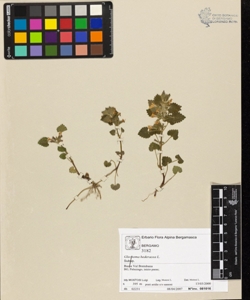 Dryopteris filix-mas (L.) Schott