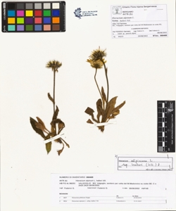 Hieracium alpinum L. subsp. halleri Vill.